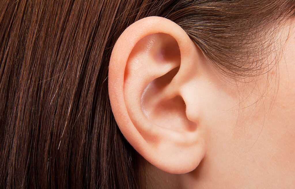 Ear Lobes 